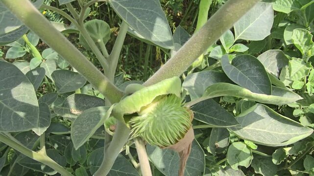 Datura Plant Flowering Bud  Thorn Apple or Sacred Datura