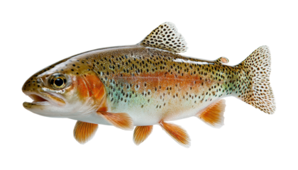 Trout fishing action freshwater river wildlife natural habitat, isolated on transparent background, png