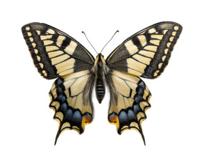 Fototapeta premium Majestic swallowtail butterfly nature vibrant colors, isolated on transparent background, png