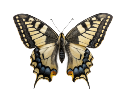 Majestic swallowtail butterfly nature vibrant colors, isolated on transparent background, png