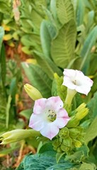 purple and white flowers are the colors of tobacco flowers