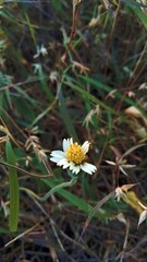 butterfly on a flower