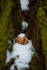 winter nut covered with snow