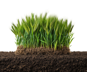 Wheat growth action on farm soil nature scene view agriculture, isolated on transparent background, png
