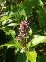 hdr.The closeup bud flower (Rotheca) wild flower growth in bush 