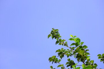 green leaves against blue sky