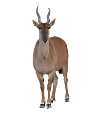 A common eland (Taurotragus oryx) standing in a natural grassy environment.