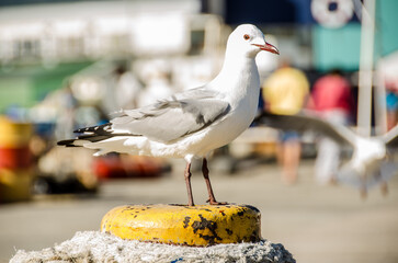 Hartlaub's Gull (Chroicocephalus hartlaubii) in Hout Bay Harbour