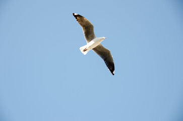 Seagull flying over Hout Bay Harbour