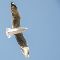 Obraz premium Cape Gull (Chroicocephalus hartlaubii) in flight, Hout Bay Harbour