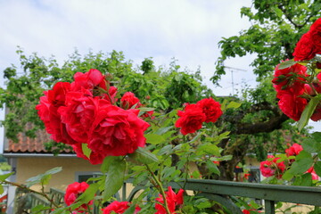 Red roses at a garden. 