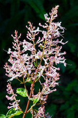 Pink Plectranthus flowers in Western Cape