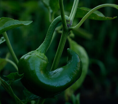 Green pepper in a garden
