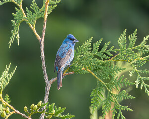 Indigo Bunting sitting in a cedar tree