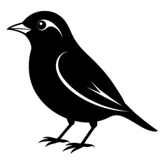 Warbler vector clean black silhouette design white background