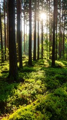 Fototapeta premium Sunlit forest floor with tall trees and lush green moss