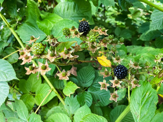 blackberries on a bush close-up