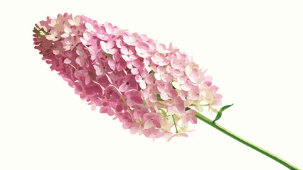 Obraz premium A single stem of pink hydrangea flowers with a green stem against a white background is displayed here