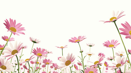 Fototapeta premium A field of pink and white daisies with yellow centers against a light background creates a floral scene