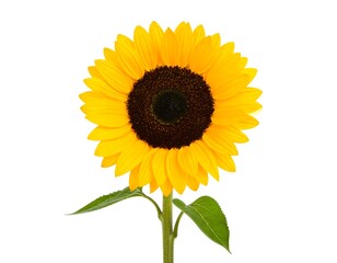 Single sunflower against white