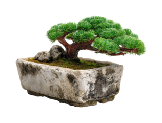 Cultivating bonsai artistic tree display home tranquil environment, isolated on transparent background, png