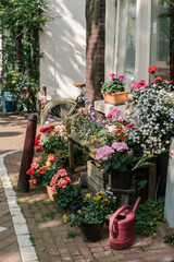 Fototapeta premium flowers in pots in front of a house, Amsterdam