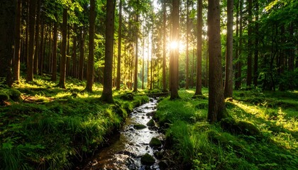Obraz premium Sunlit forest stream, lush greenery, tall trees