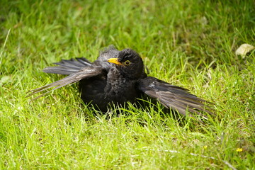 Male Common Blackbird with food for its offspring in its beak (Turdus merula) Turdidae family. Hanover, Germany.
