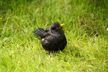 Male Common Blackbird with food for its offspring in its beak (Turdus merula) Turdidae family. Hanover, Germany.

