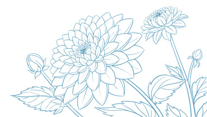 Delicate dahlia flower line art isolated on white background, featuring a minimalist design with elegant blooms and detailed petals