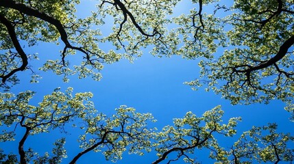 Fototapeta premium Canopy, Blue Sky, Spring Leaves