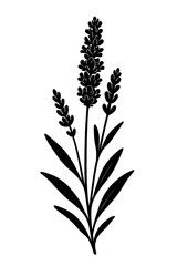 Fototapeta premium A delicate and refined monochrome illustration of lavender, showcasing its elegant form and subtle beauty.