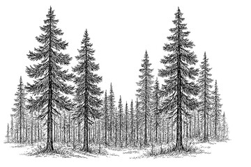 Obraz premium A detailed pen and ink illustration presents a serene view of a dense pine forest, showcasing the intricate textures of the trees. 