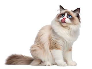 Ragdoll Cat: Elegant Breed, Sitting Pose, Fluffy Fur, Blue Eyes, White Background on transparent background