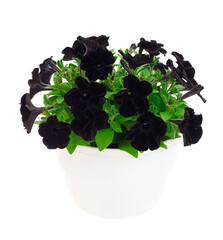 Bouquet of flowers petunia in a pot.