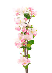 Fototapeta premium Flowering branch of apples.