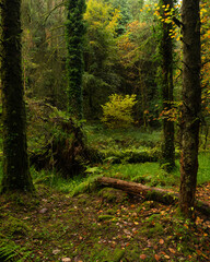 A serene autumn forest scene with mossy trees, golden leaves, and a fallen log. Soft light filters through the dense canopy, highlighting vibrant foliage and lush greenery on the forest floor. 