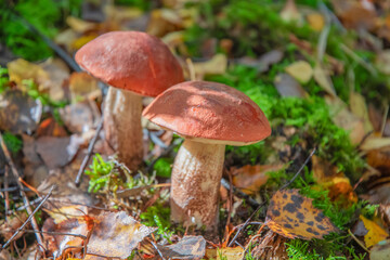 Two bright orange aspen mushrooms growing among lush moss in an autumn forest, surrounded by colorful fallen leaves, create a picturesque picture of nature's generosity,
