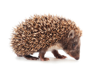 Small hedgehog isolated on white background