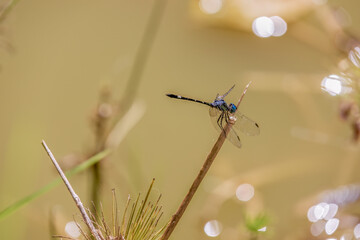 A black setwing damselfly resting on a straw over the murky water of a lake, in a farm in the eastern Andean mountains of central Colombia, near the town of Villa de Leyva.
