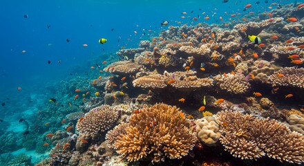 coral reef in the sea