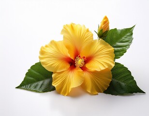 yellow hibiscus flowers with bud and green leaves on white background still life