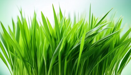 Fototapeta premium isolated vibrant green wheatgrass blades close up