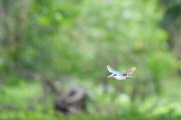 Sour-eating bird in a public park in Thailand