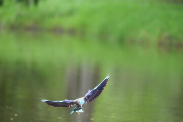 Field Centipede in a public park in Thailand