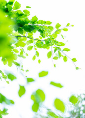 Obraz premium Green leaves of the beech tree (Fagus sylvatica) in spring. Cantabria, Spain, Europe