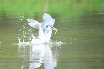 Green Egret in a public park in Thailand
