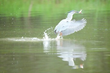 Green Egret in a public park in Thailand