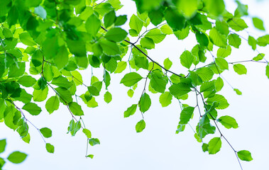 Obraz premium Green leaves of the beech tree (Fagus sylvatica) in spring. Cantabria, Spain, Europe