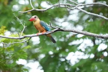 Common Kingfisher in a park in Thailand